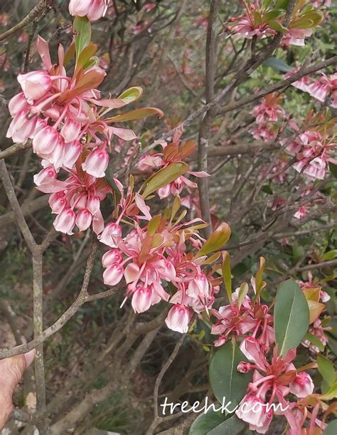 吊鐘花|Enkianthus quinqueflorus